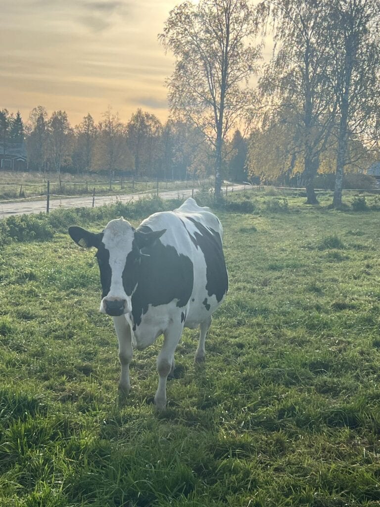 Mustavalkoinen lehmä laitumella.
