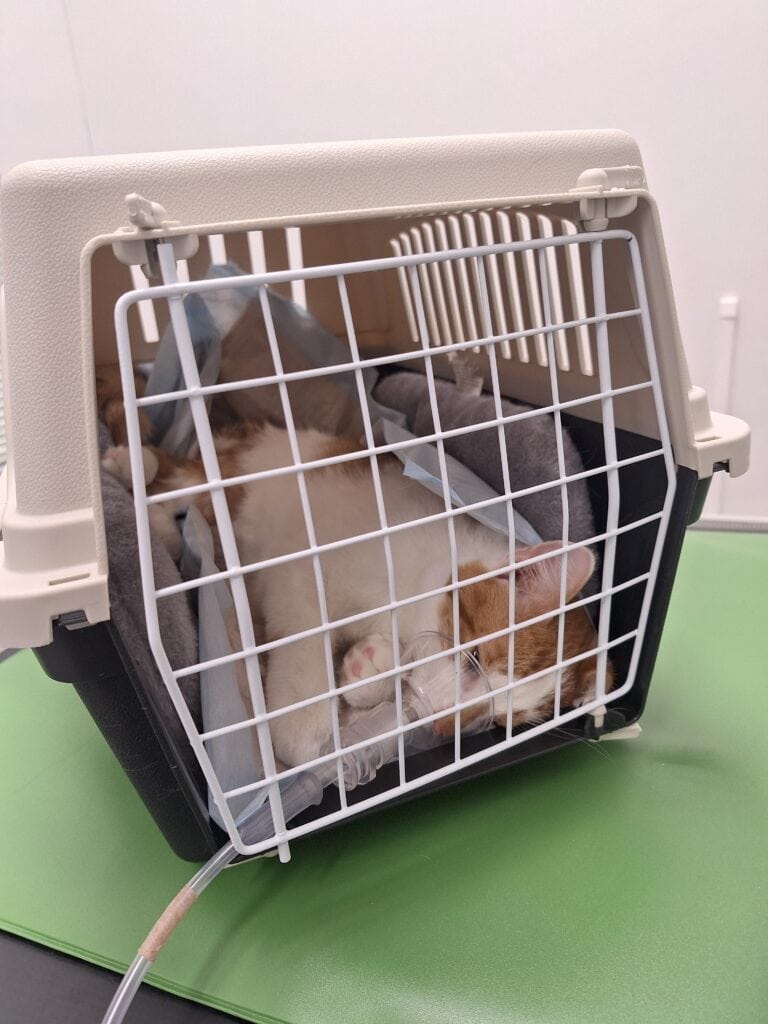 Kissa nukutettuna kantokopassa