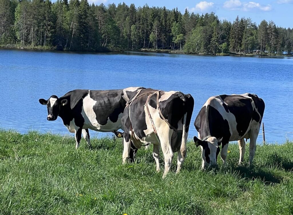 Kolme mustavalkoista lehmää veden äärellä